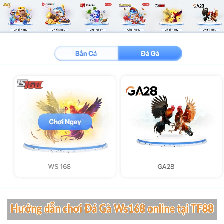 Hướng dẫn chơi Đá Gà Ws168 online tại TF88